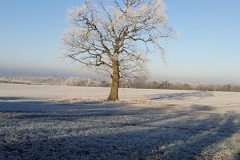 Winter Tree