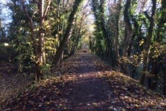 Autumn in Nidd Gorge