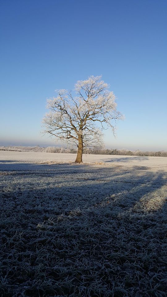 Winter Tree