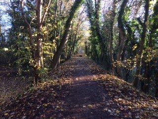 Autumn in Nidd Gorge