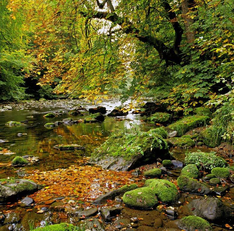 The River Nidd